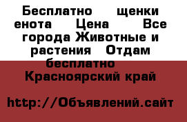 Бесплатно !!! щенки енота!! › Цена ­ 1 - Все города Животные и растения » Отдам бесплатно   . Красноярский край